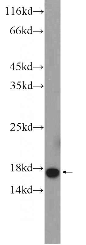 K-562 cells were subjected to SDS PAGE followed by western blot with Catalog No:112455(MAGOH Antibody) at dilution of 1:1000