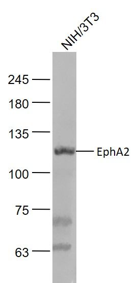 Fig2: Sample:; NIH/3T3(Mouse) Cell Lysate at 30 ug; Primary: Anti-EphA2 at 1/1000 dilution; Secondary: IRDye800CW Goat Anti-Rabbit IgG at 1/20000 dilution; Predicted band size: 105 kD; Observed band size: 115 kD