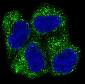 Immunofluorescent analysis of Hela cells, using AMPK alpha 1 Antibody .