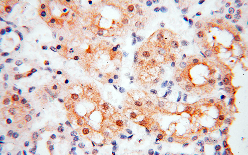 Immunohistochemical of paraffin-embedded human kidney using Catalog No:114118(PPCS antibody) at dilution of 1:100 (under 40x lens)