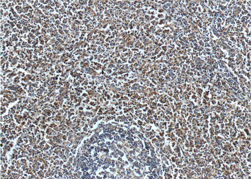 Immunohistochemistry of paraffin-embedded human spleen tissue slide using Catalog No:117126(Beta Arrestin 2 Antibody) at dilution of 1:200 (under 10x lens).