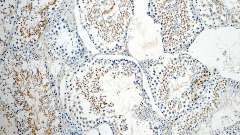 Immunohistochemistry of paraffin-embedded mouse testis tissue slide using Catalog No:114786(ROPN1L Antibody) at dilution of 1:50 (under 10x lens)