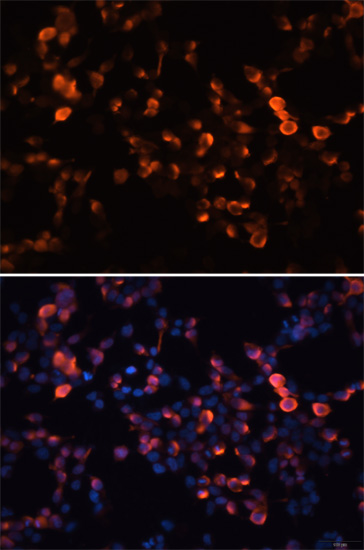 Immunofluorescence - Mouse anti GFP-Tag mAb 