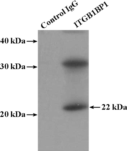 IP Result of anti-ITGB1BP1 (IP:Catalog No:111946, 4ug; Detection:Catalog No:111946 1:300) with mouse thymus tissue lysate 2800ug.