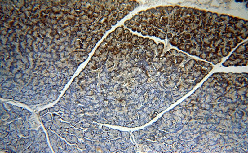 Immunohistochemical of paraffin-embedded human pancreas using Catalog No:115297(SLC10A3 antibody) at dilution of 1:50 (under 10x lens)