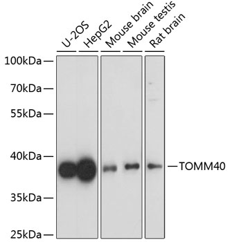 Western blot - TOMM40 Polyclonal Antibody 