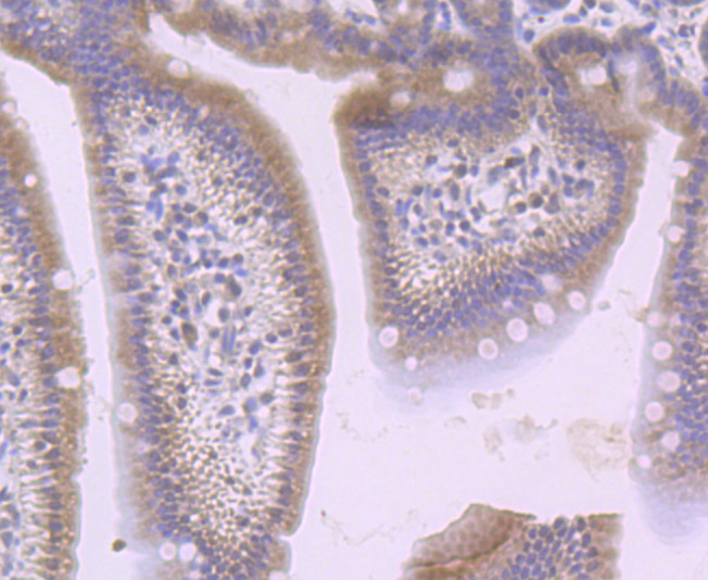 Fig8: Immunohistochemical analysis of paraffin-embedded mouse small intestine tissue using anti-SFRP1 antibody. Counter stained with hematoxylin.
