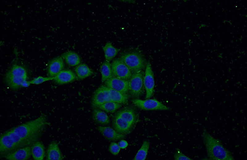 Immunofluorescent analysis of PC-3 cells using Catalog No:115658(SQLE Antibody) at dilution of 1:50 and Alexa Fluor 488-congugated AffiniPure Goat Anti-Rabbit IgG(H+L)
