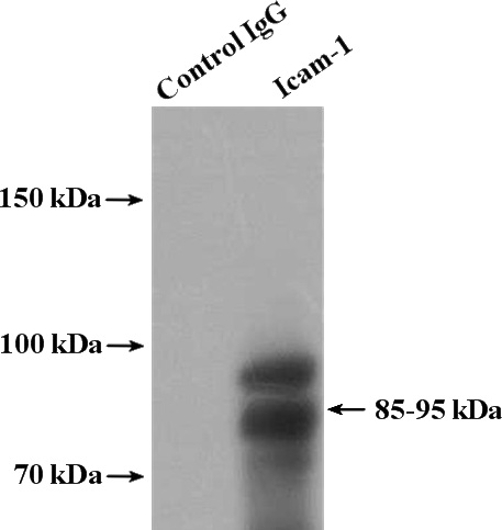 IP Result of anti-ICAM-1 (IP:Catalog No:111588, 4ug; Detection:Catalog No:111588 1:300) with 4T1 cells lysate 2800ug.