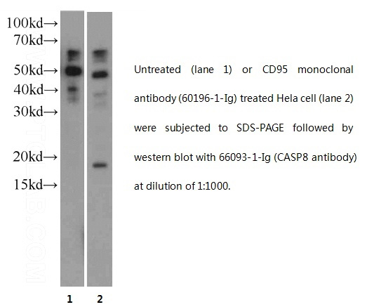 WB result of CASP8 with normal and apotosis Hela cell. P18 can be get in the apotosis cell. 60kd,50kd and 45kd bands are some isoforms of precursor CASP8.