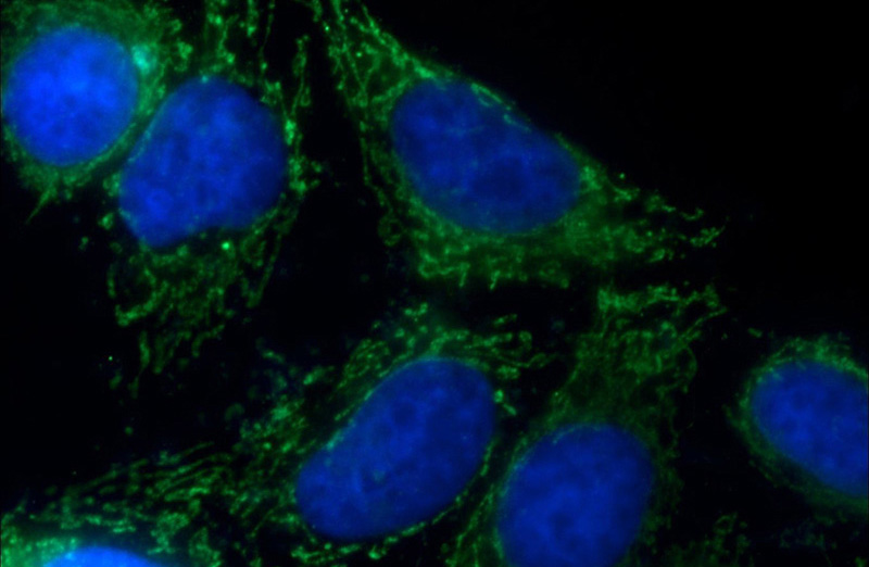 Immunofluorescent analysis of HepG2 cells using Catalog No:112824(MRPL34 Antibody) at dilution of 1:50 and Alexa Fluor 488-congugated AffiniPure Goat Anti-Rabbit IgG(H+L)