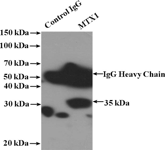 IP Result of anti-MTX1 (IP:Catalog No:112884, 4ug; Detection:Catalog No:112884 1:700) with MCF-7 cells lysate 1280ug.