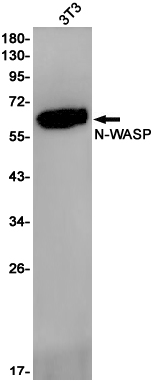 Western blot detection of N-WASP in 3T3 cell lysates using N-WASP Rabbit pAb(1:1000 diluted).Predicted band size:55kDa.Observed band size:65kDa.
