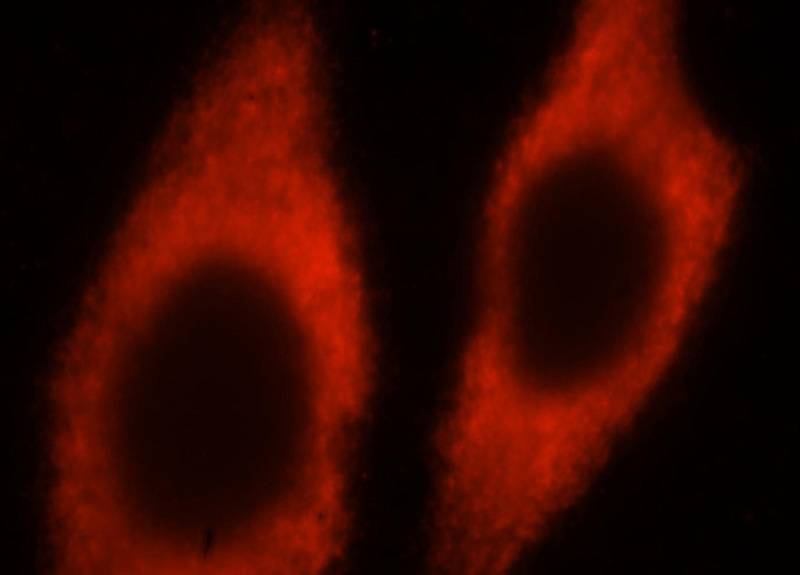Immunofluorescent analysis of Hela cells, using RPL24 antibody Catalog No:114880 at 1:25 dilution and Rhodamine-labeled goat anti-rabbit IgG (red).