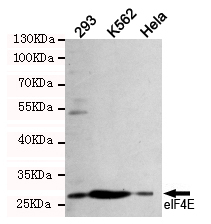 Western blot detection of eIF4E in 293,K562 and Hela cell lysates using eIF4E mouse mAb (dilution 1:1000).Predicted band size:25 Kda.Observed band size:28KDa.