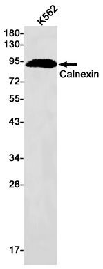 Western blot detection of Calnexin in K562 cell lysates using Calnexin Rabbit pAb(1:1000 diluted).Predicted band size:68kDa.Observed band size:90kDa.