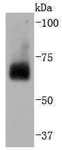 Fig1: Western blot analysis of CDC40 on Hela cells lysates using anti-CDC40 antibody at 1/2,000 dilution.