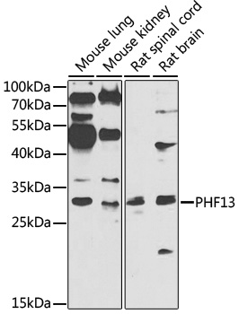 Western blot - PHF13 Polyclonal Antibody 