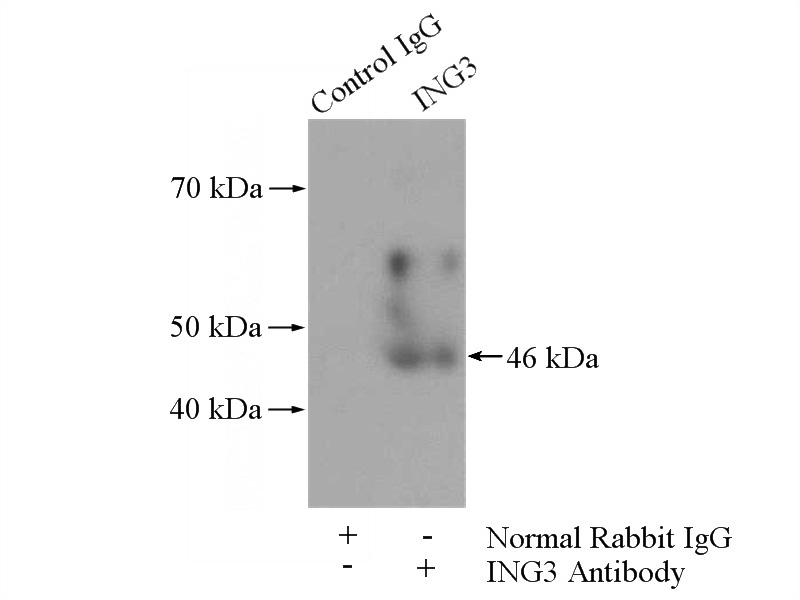 IP Result of anti-ING3-specific (IP:Catalog No:111794, 4ug; Detection:Catalog No:111794 1:500) with mouse kidney tissue lysate 4000ug.