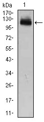 Western blot analysis using GAB1 mouse mAb against HEK293 (1) cell lysate.