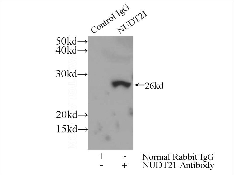 IP Result of anti-NUDT21 (IP:Catalog No:113360, 3ug; Detection:Catalog No:113360 1:500) with HeLa cells lysate 3000ug.