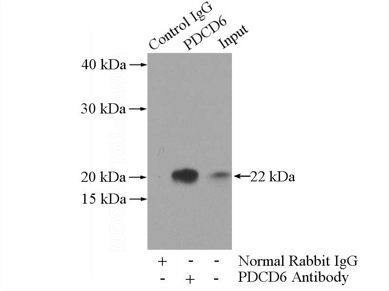 IP Result of anti-PDCD6 (IP:Catalog No:113767, 3ug; Detection:Catalog No:113767 1:500) with HeLa cells lysate 3200ug.