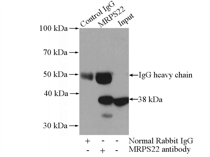 IP Result of anti-MRPS22 (IP:Catalog No:112849, 4ug; Detection:Catalog No:112849 1:300) with Jurkat cells lysate 2400ug.