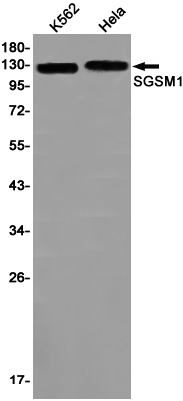 Western blot detection of SGSM1 in K562,Hela cell lysates using SGSM1 Rabbit pAb(1:1000 diluted).Predicted band size:130kDa.Observed band size:130kDa.