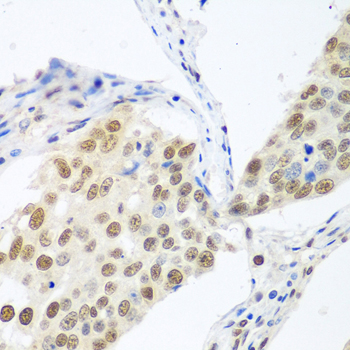 Immunohistochemistry - BCAS2 Polyclonal Antibody 