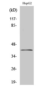 Fig1:; Western Blot analysis of various cells using ChoKB Polyclonal Antibody