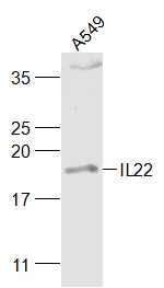 Fig1: Sample:; A549 (Human) Cell Lysate at 30 ug; Primary: Anti-IL22 at 1/1000 dilution; Secondary: IRDye800CW Goat Anti-Rabbit IgG at 1/20000 dilution; Predicted band size: 17 kD; Observed band size: 19 kD