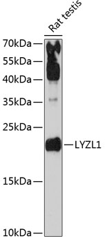Western blot - LYZL1 Polyclonal Antibody 