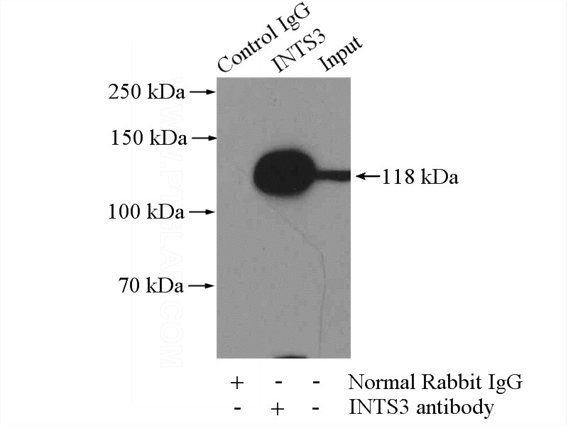 IP Result of anti-INTS3 (IP:Catalog No:111872, 4ug; Detection:Catalog No:111872 1:500) with mouse testis tissue lysate 4000ug.