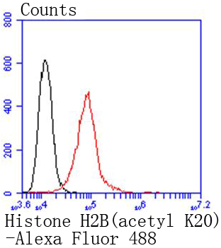 Fig11: Flow cytometric analysis of Hela cells with Histone H2B(acetyl K20) antibody at 1/50 dilution (red) compared with an unlabelled control (cells without incubation with primary antibody; black). Alexa Fluor 488-conjugated goat anti rabbit IgG was use