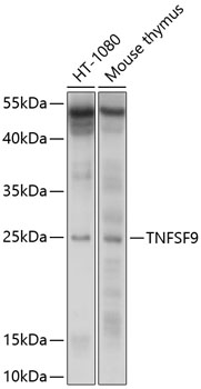 Western blot - TNFSF9 Polyclonal Antibody 