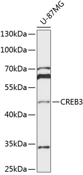 Western blot - CREB3 Polyclonal Antibody 