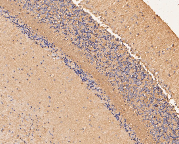 Fig7: Immunohistochemical analysis of paraffin-embedded mouse cerebellum tissue using anti-ZAC antibody. The section was pre-treated using heat mediated antigen retrieval with Tris-EDTA buffer (pH 8.0-8.4) for 20 minutes.The tissues were blocked in 5% BSA