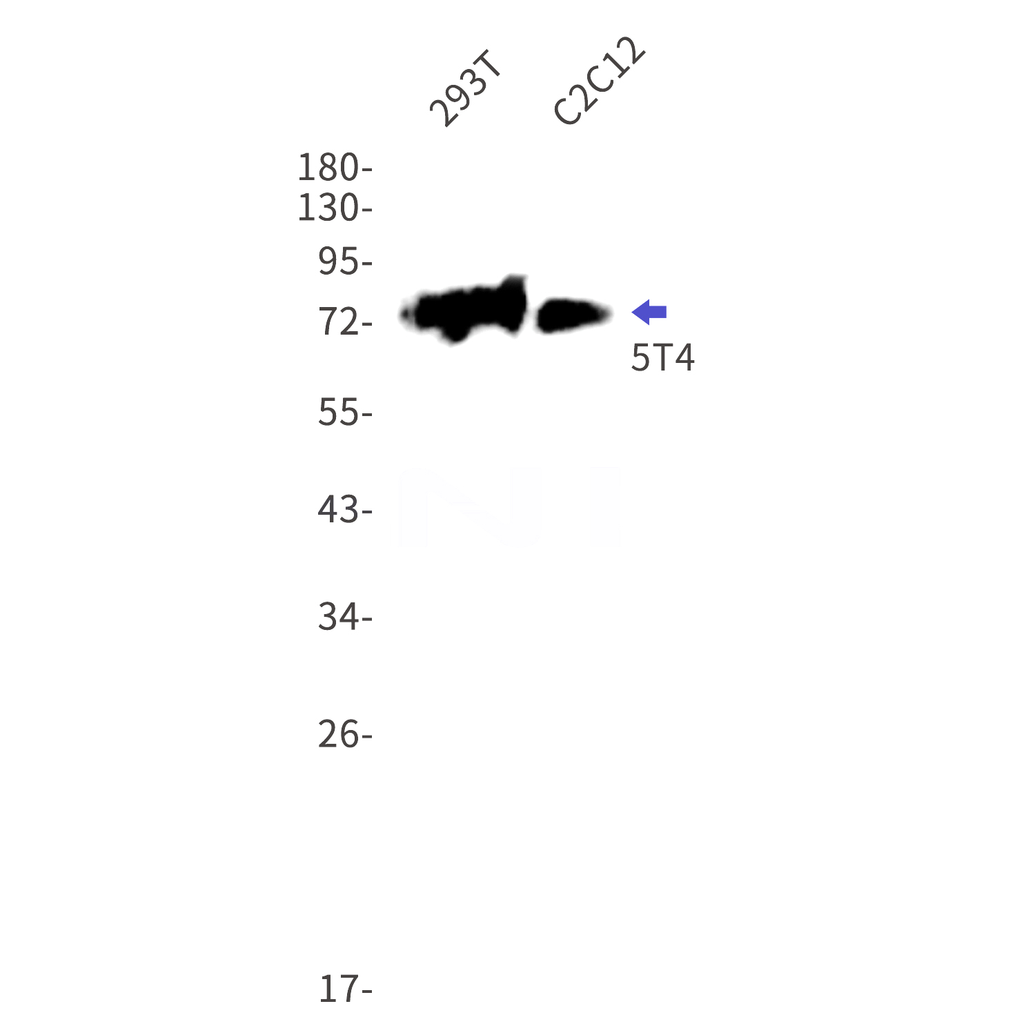 Western blot detection of 5T4 in 293T,C2C12 cell lysates using 5T4 Rabbit mAb(1:1000 diluted).Predicted band size:46kDa.Observed band size:78kDa.
