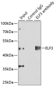 Immunoprecipitation - ELF3 Polyclonal Antibody 