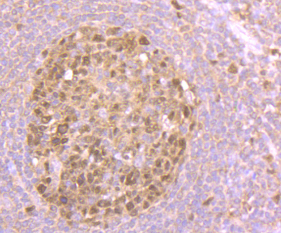 Fig6: Immunohistochemical analysis of paraffin-embedded human tonsil tissue using anti-Nesprin 1 antibody. Counter stained with hematoxylin.