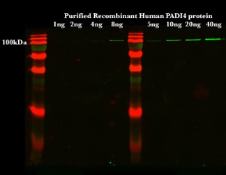WB result of PADI4 antibody (Catalog No:113483) with purified protein by T.J. Hollingsworth, Ph.D., University of Tennessee Health Sciences Center.