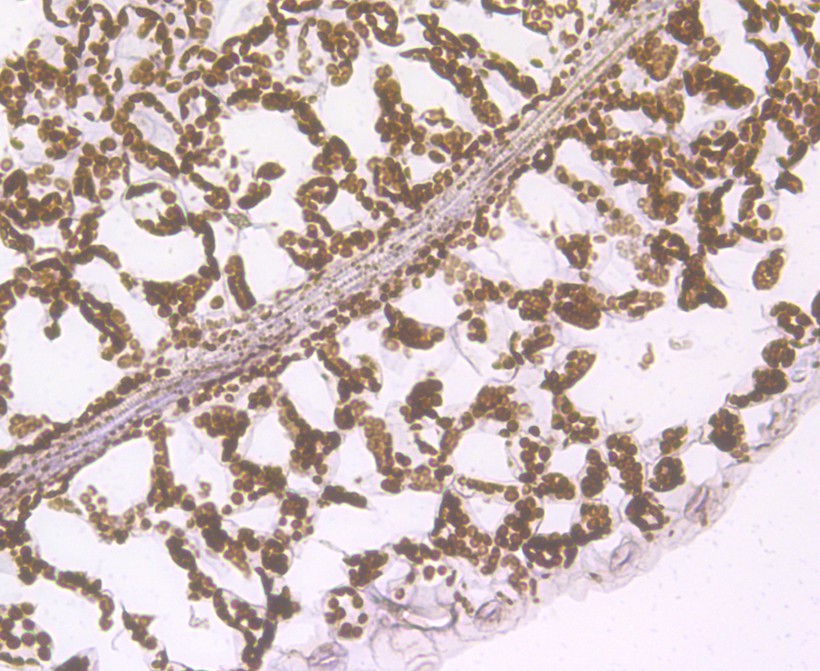 Fig2:; Immunohistochemical analysis of paraffin-embedded Arabidopsis thaliana leaf tissue using anti-ECH antibody. Counter stained with hematoxylin.