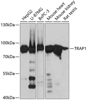 Western blot - TRAP1 Polyclonal Antibody 