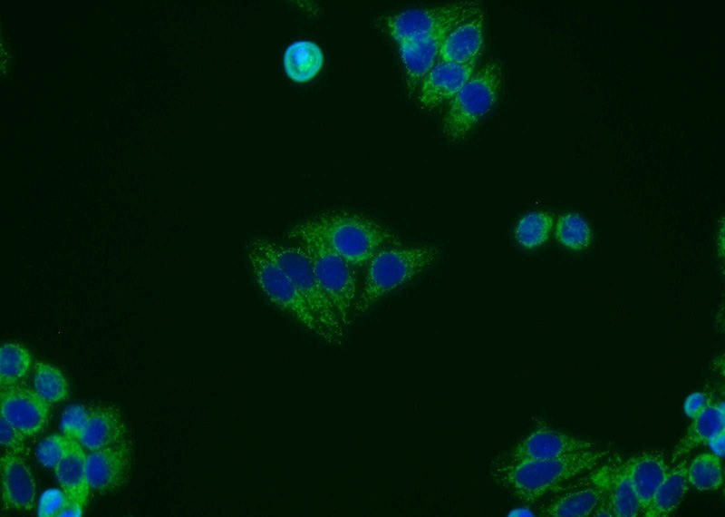 Immunofluorescent analysis of HepG2 cells using Catalog No:110072(DPP9 Antibody) at dilution of 1:25 and Alexa Fluor 488-congugated AffiniPure Goat Anti-Rabbit IgG(H+L)