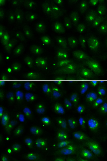 Immunofluorescence - GGA2 Polyclonal Antibody 
