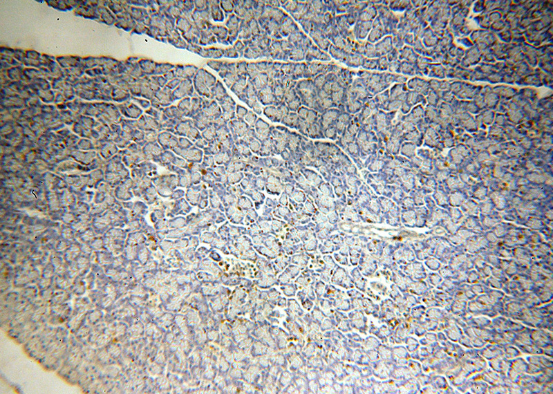Immunohistochemical of paraffin-embedded human pancreas using Catalog No:115329(SLC25A23 antibody) at dilution of 1:100 (under 10x lens)