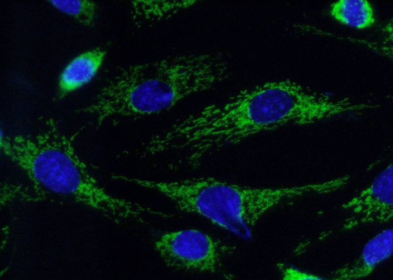 Immunofluorescent analysis of (-20oc Ethanol) fixed NIH/3T3 cells using Catalog No:109498(COX7A2 Antibody) at dilution of 1:50 and Alexa Fluor 488-congugated AffiniPure Goat Anti-Rabbit IgG(H+L)