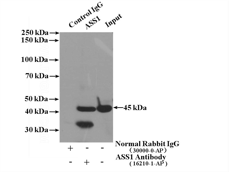 IP Result of anti-ASS1 (IP:Catalog No:108271, 4ug; Detection:Catalog No:108271 1:1500) with HeLa cells lysate 1600ug.
