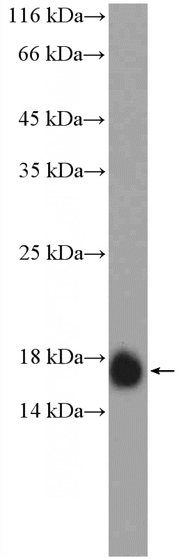 MCF-7 cells were subjected to SDS PAGE followed by western blot with Catalog No:111623(IFITM2 Antibody) at dilution of 1:2000