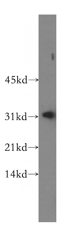 NIH/3T3 cells were subjected to SDS PAGE followed by western blot with Catalog No:108745(CA13 antibody) at dilution of 1:500